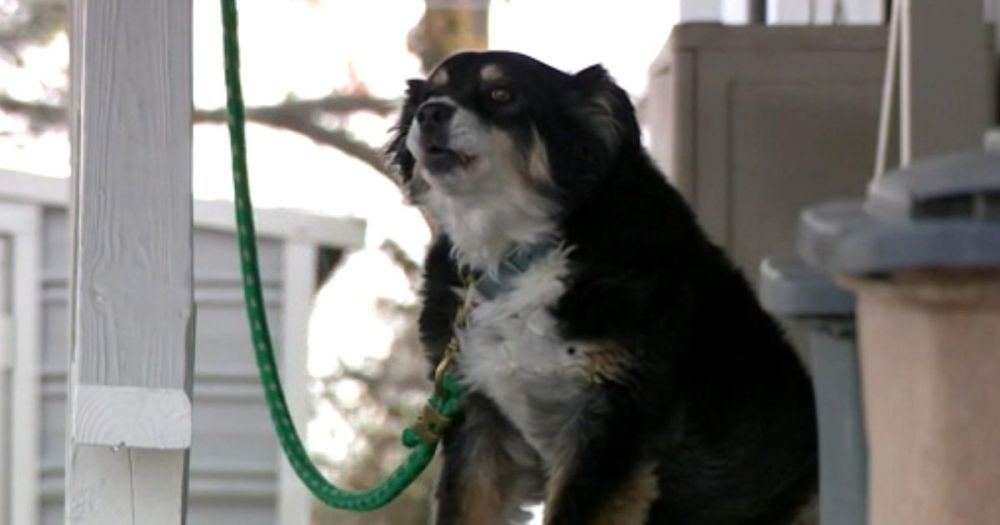 在继承过世主人大批遗产后,田纳西州8岁边境牧羊犬露露一夕之间变成亿万富翁。