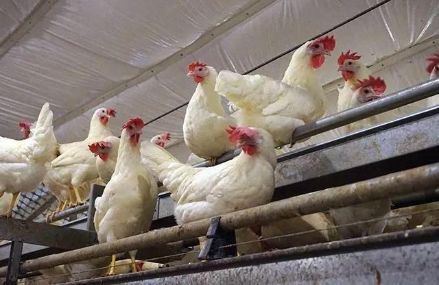 美国最大鸡蛋生产商将扩大在佛州非笼养产能