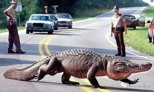 佛州男子公路上撞鳄鱼翻车后不幸身亡￼