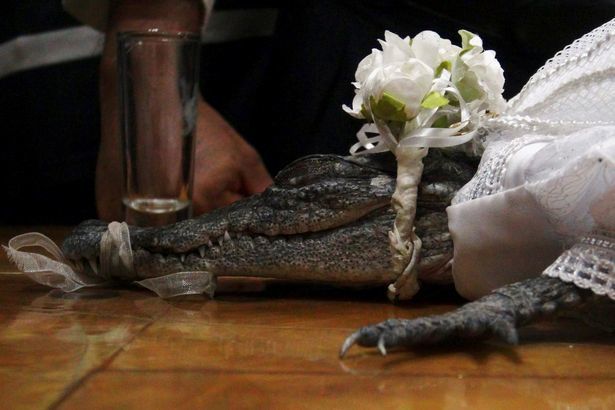 墨西哥市长和一条鳄鱼结婚，并亲吻了他的“新娘”￼