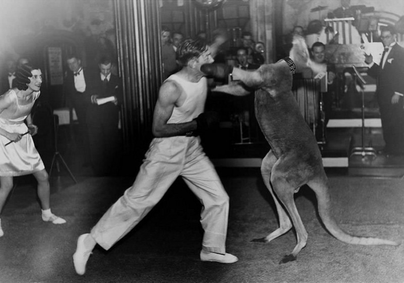 “澳洲男子被袋鼠袭击身亡”背后：当地曾有拳击袋鼠杂耍表演￼