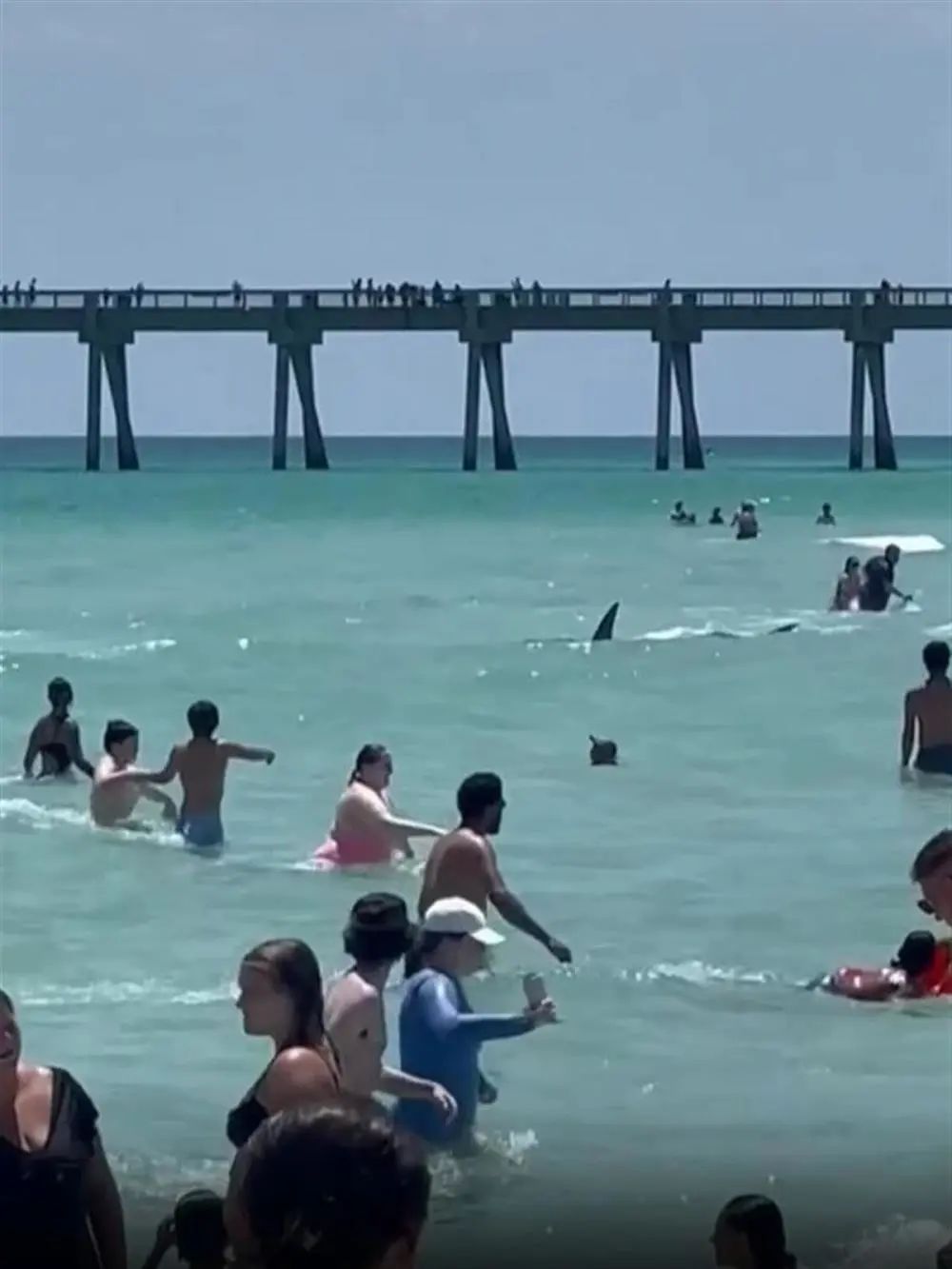 佛州海滩浅水区惊现鲨鱼，游泳者慌乱逃跑￼