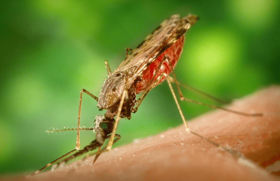 全美多地报告本土疟疾病例￼