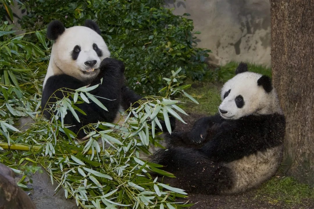 加州迎来中国大熊猫：友谊与保护的新篇章